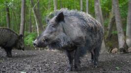 prase divoké wild-boar-5219653 1280